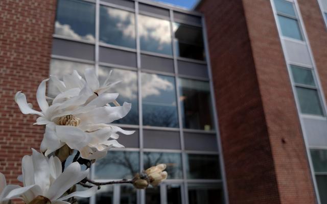 A close up of a flower in front of Princeton's EQuad building